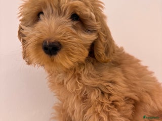 Kruising honden PRACHTIGE GOLDENDOODLE MINI REUTJE - Advertentie 16