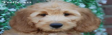Goldendoodle 2