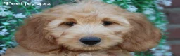 Goldendoodle honden te koop: Goldendoodle Pups - Advertentie 13