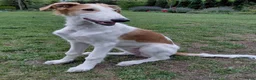 Barsoi honden te koop: Borzoi-teef uit FCI-kennel zoekt lief thuis  - Advertentie 2