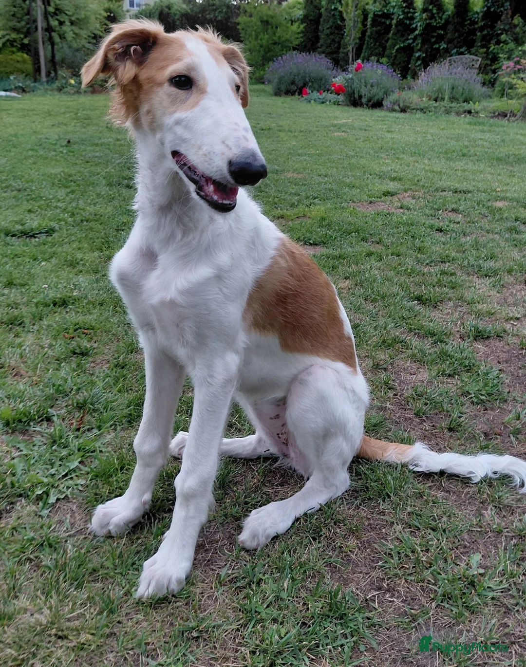 Barsoi honden te koop: Borzoi-teef uit FCI-kennel zoekt lief thuis  - Advertentie 2