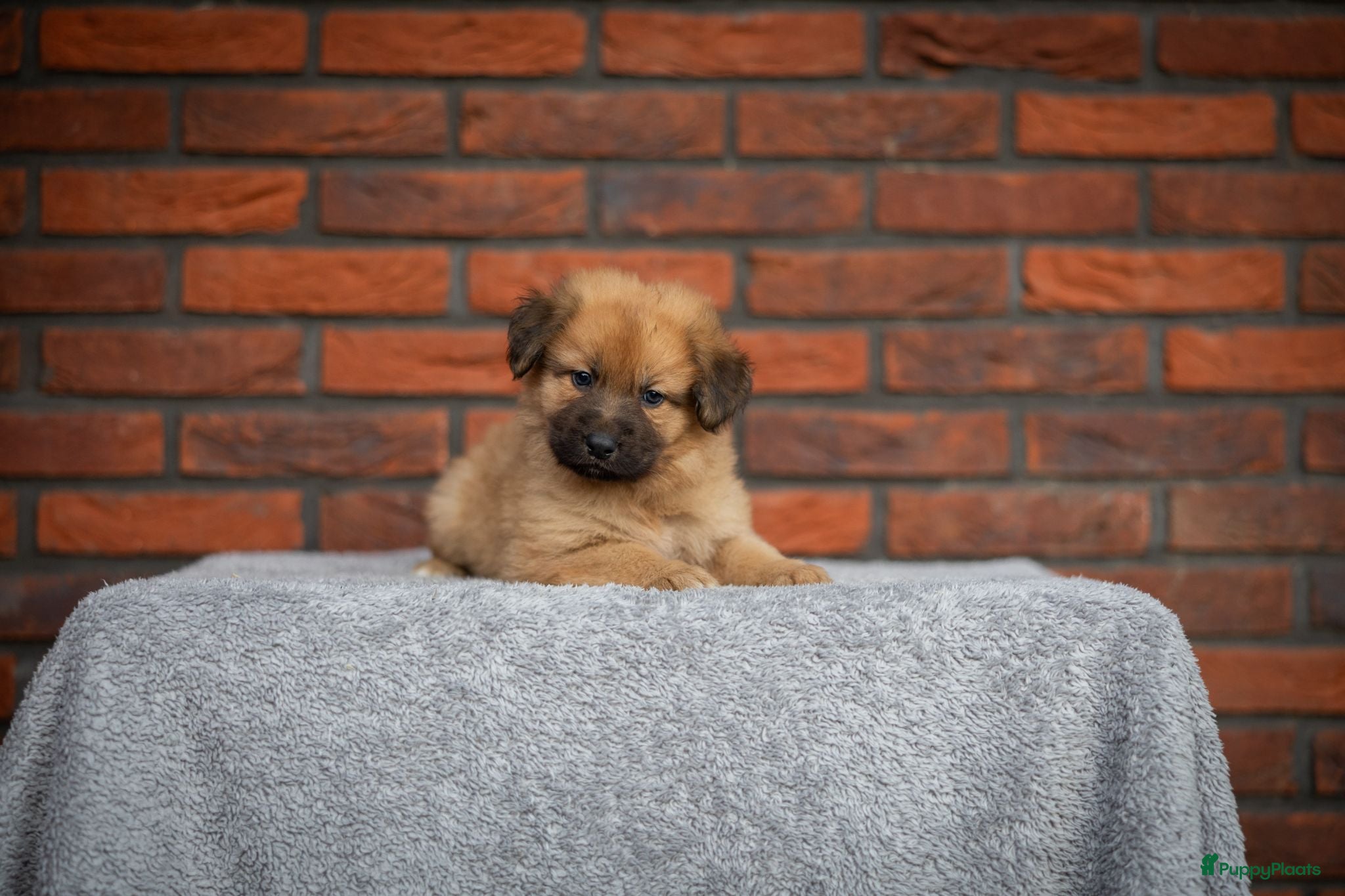 Kruising honden Gave Toller x Oud Duitse herder pups - Advertentie 6