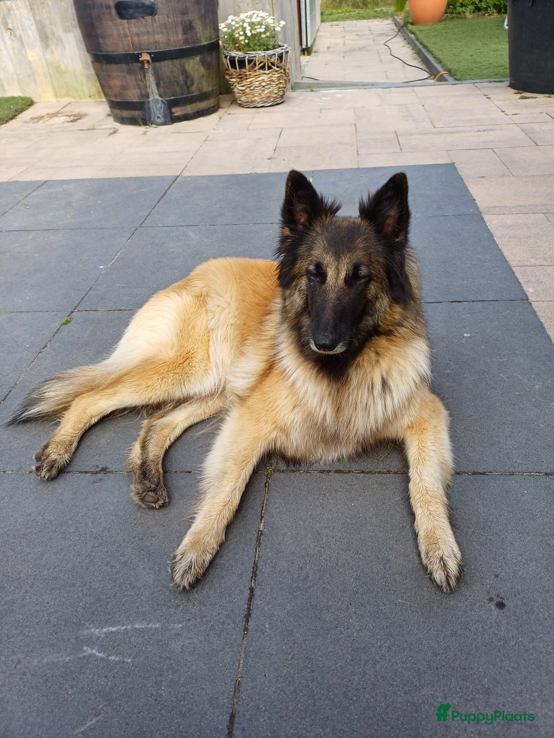 Tervuerense Herder honden te koop: Tervuerense herder pups - Afbeelding 12