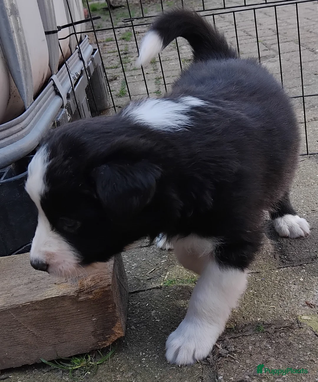 Border Collie honden te koop: border collie reutje - Advertentie 2