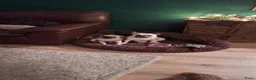 Kruising honden te koop: Retromops  - Advertentie 6