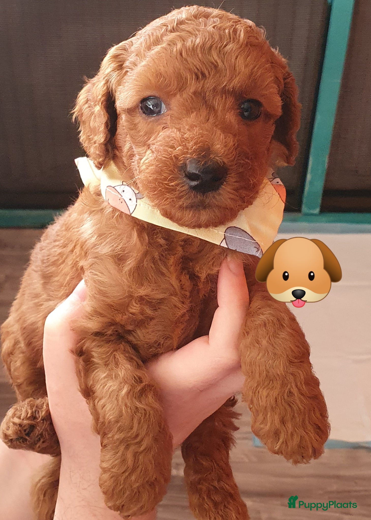 Labradoodle honden Rode Mini Labradoodles - Advertentie 1