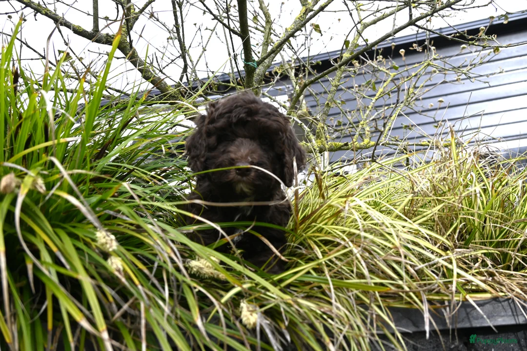Australian Labradoodle honden te koop: Prachtige Chocolade bruine Labradoodle pup - Advertentie 4