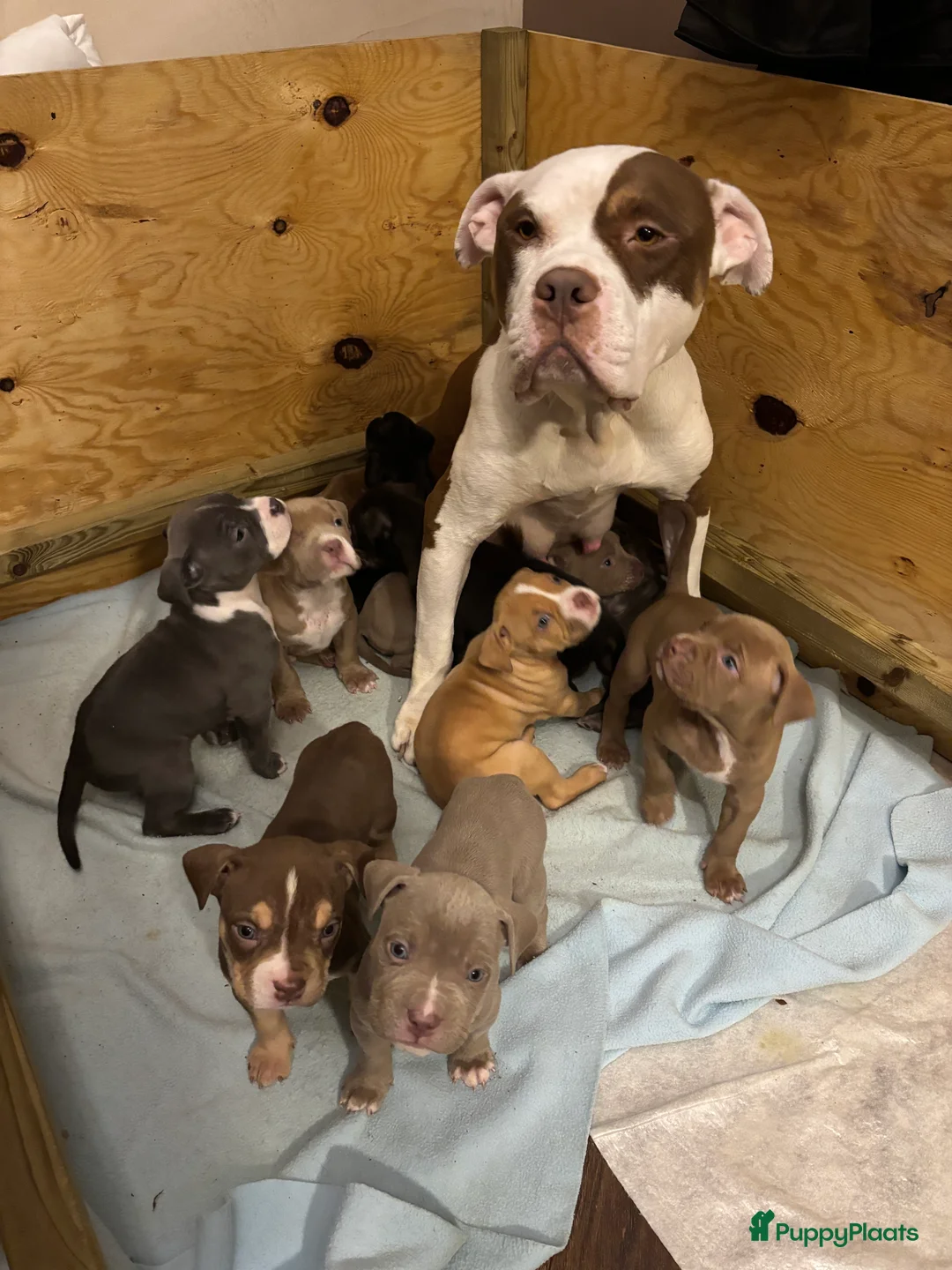 Amerikaanse Bully honden te koop: Amerikaanse bully xl - Advertentie 14