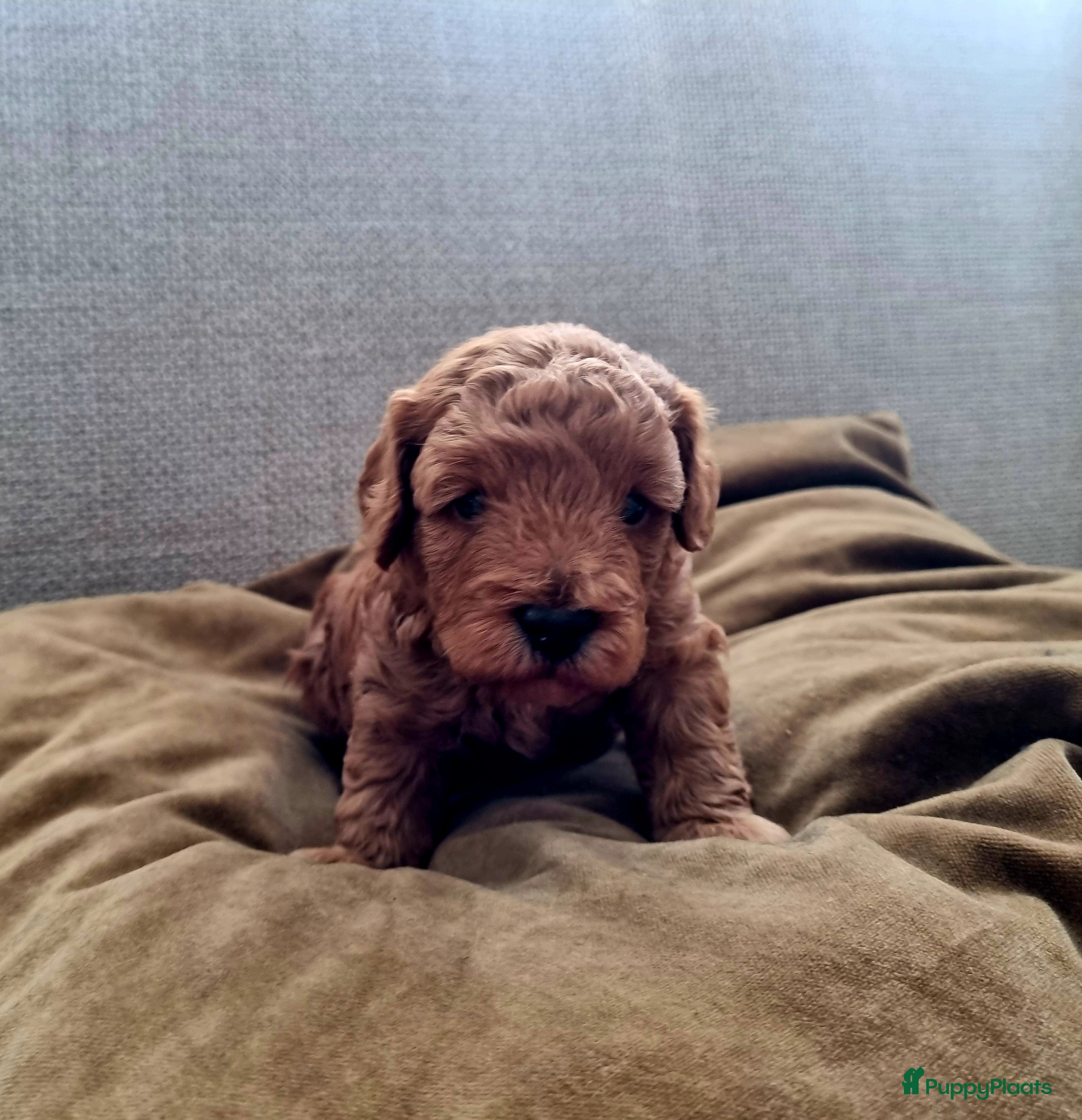 Poedel Toy honden Toypoedel  - Advertentie 2