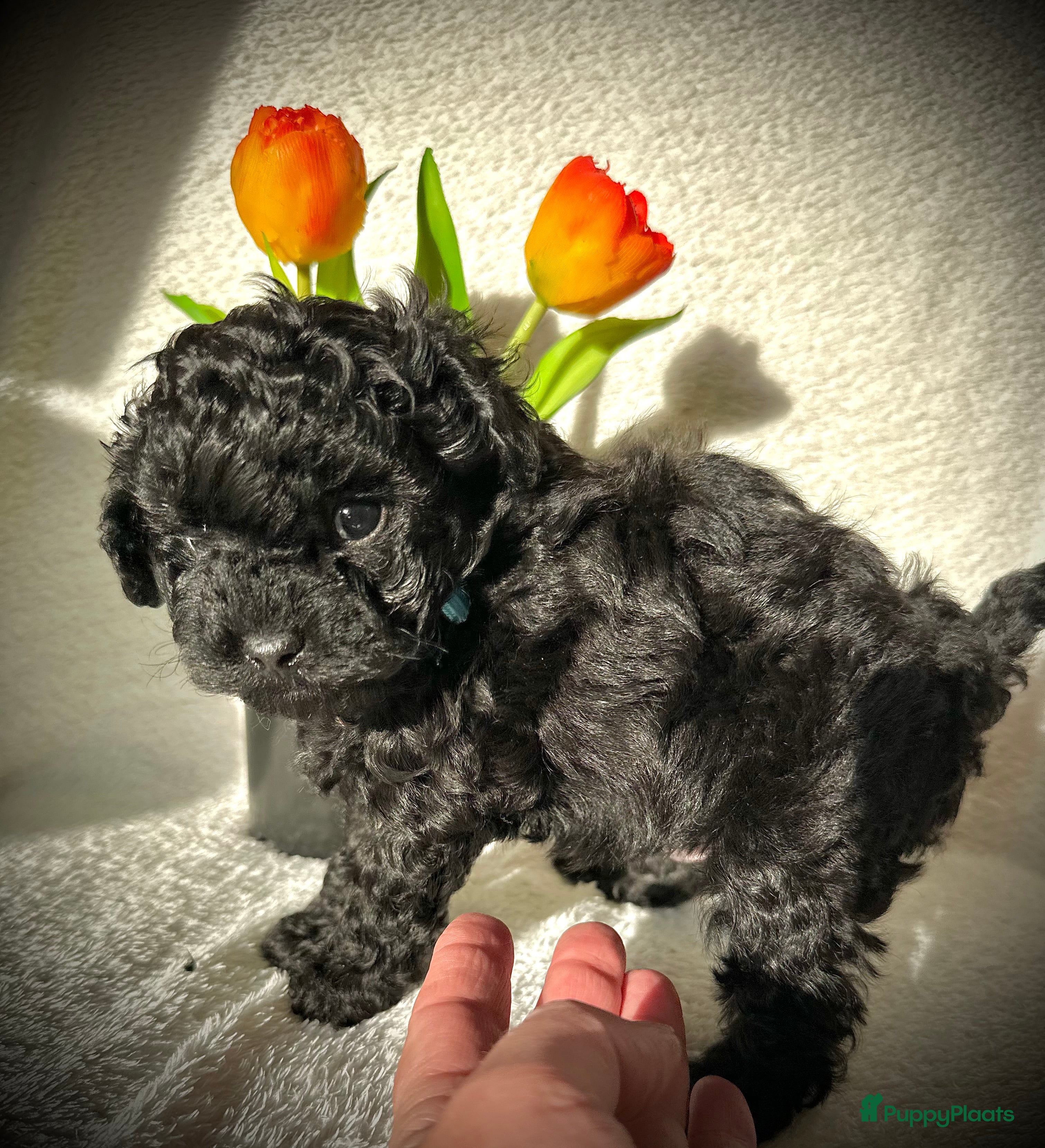 Poedel Toy honden Toypoedel pups (mini toypoedel) toypoodle puppy’s  - Advertentie 1