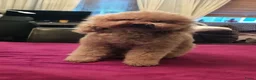 Shihpoo honden te koop: Te koop: Schattige Shihpoo reutje – "Juulke" 🐶 - Advertentie 5
