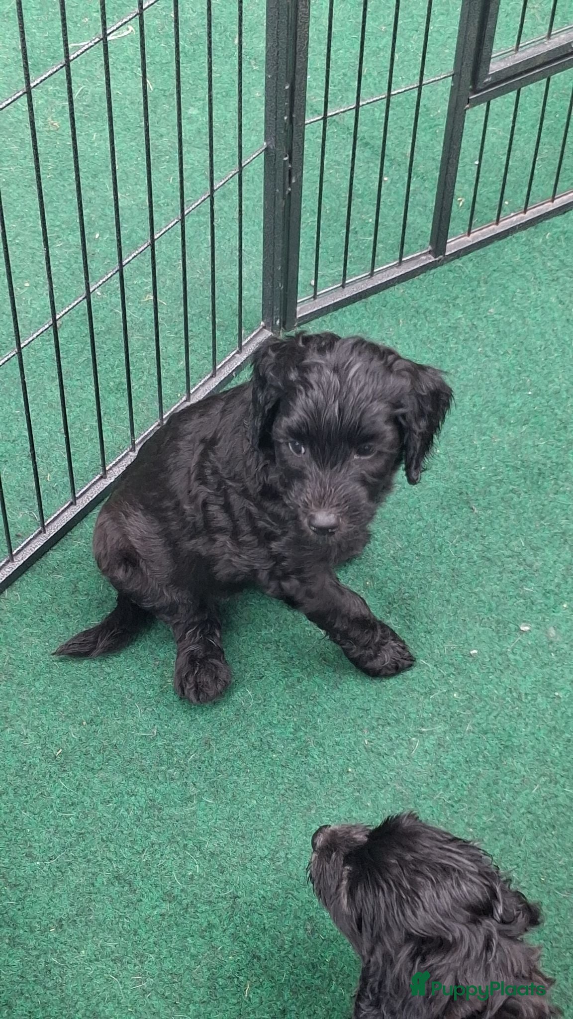Labradoodle honden Schattige F1b Labradoodle pups - Advertentie 2