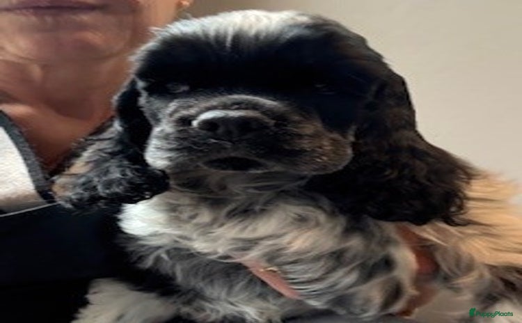 Amerikaanse Cocker Spaniel honden - Advertentie 2