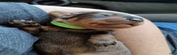 Ruwhaar Teckel honden te koop: Prachtige lieve ruwharige standaard teckel pups - Advertentie 32