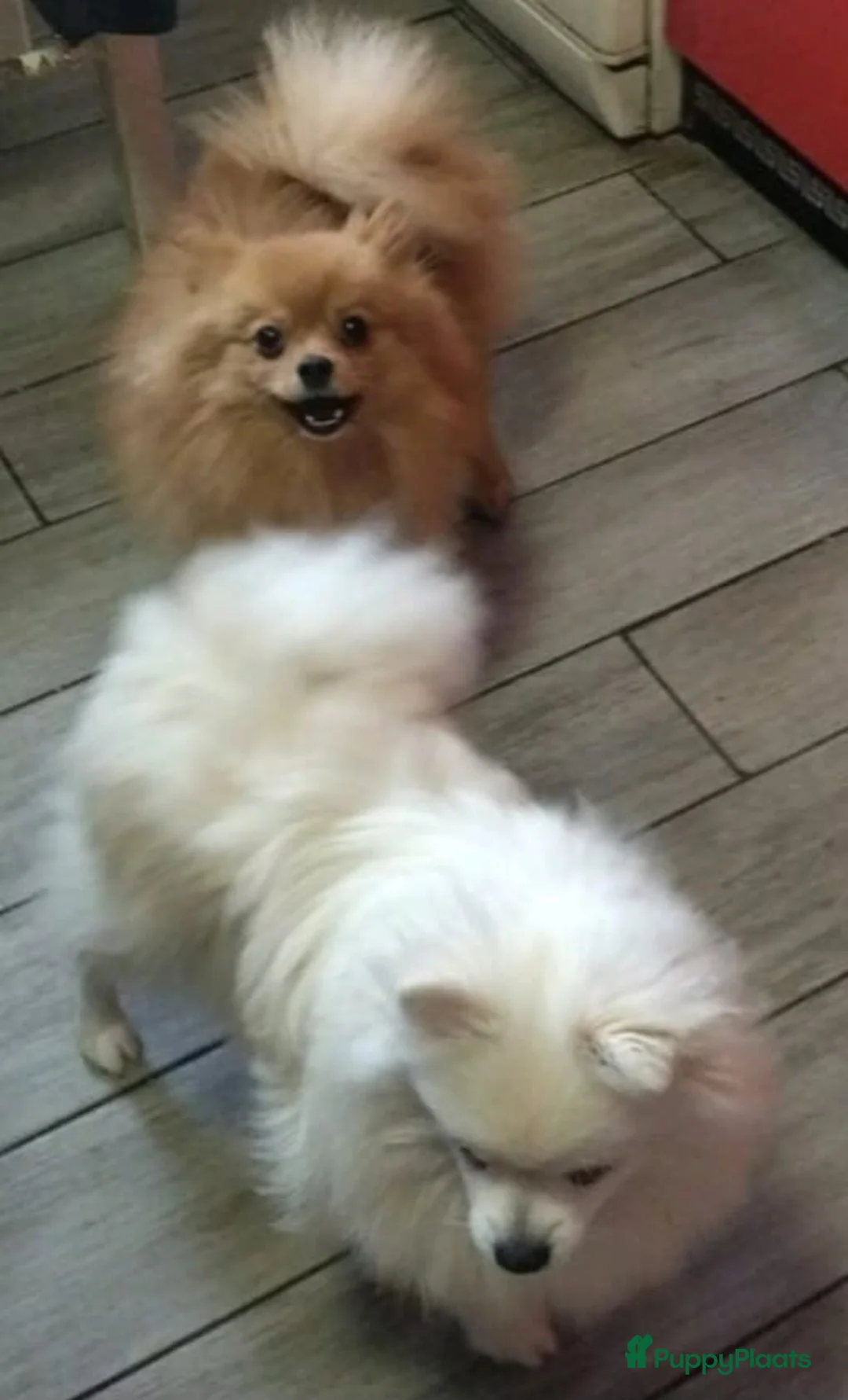 Pomeriaan honden te koop: VREUGDE VOOR ELKE ZORGZAME FAMILIE!!! - Advertentie 16