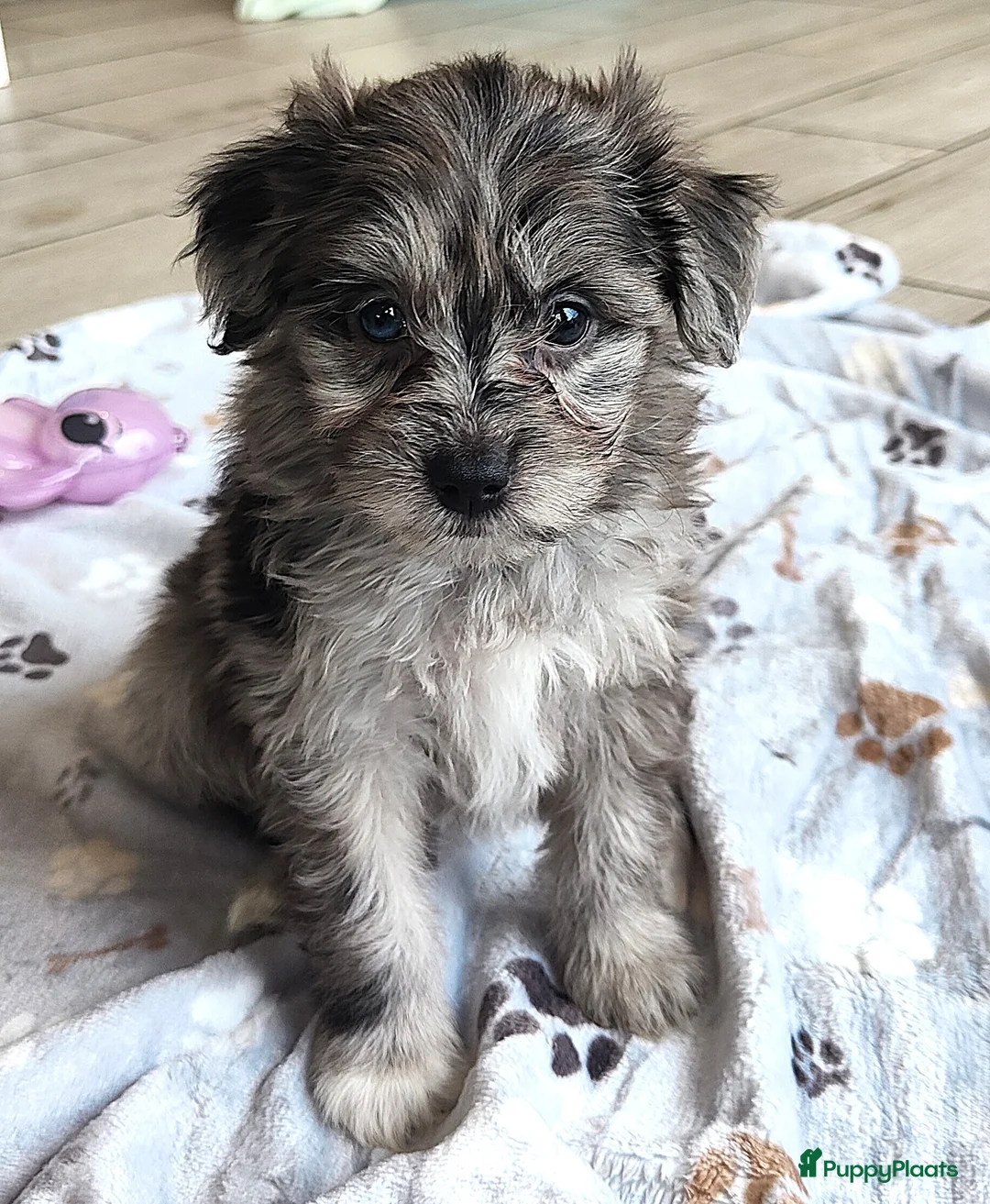 Kruising honden te koop: speelse boomer pups beide ouders aanwezig - Advertentie 3