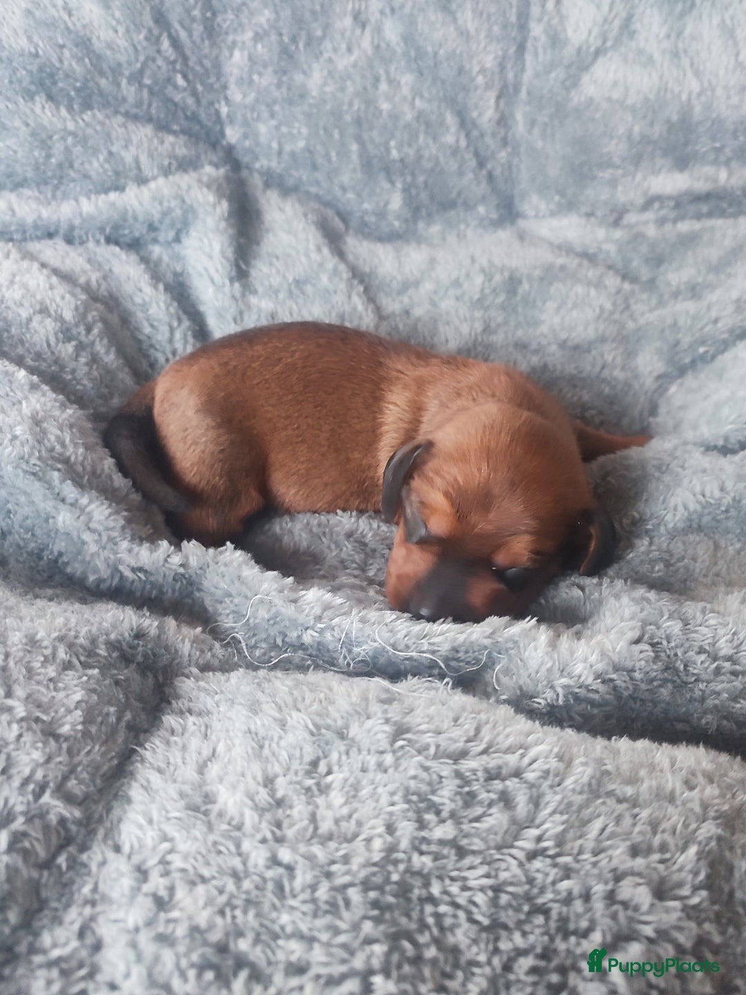 Teckel (korthaar)  honden te koop: Prachtige dwergteckel pupjes - Advertentie 6