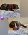 Amerikaanse Bully Puppy 11