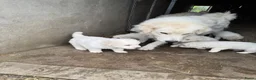 Berghond van de Maremmen en Abruzzen honden te koop: Super lieve en mooie puppies Erf/Vee/Gezindshond in Weerselo - Advertentie 6