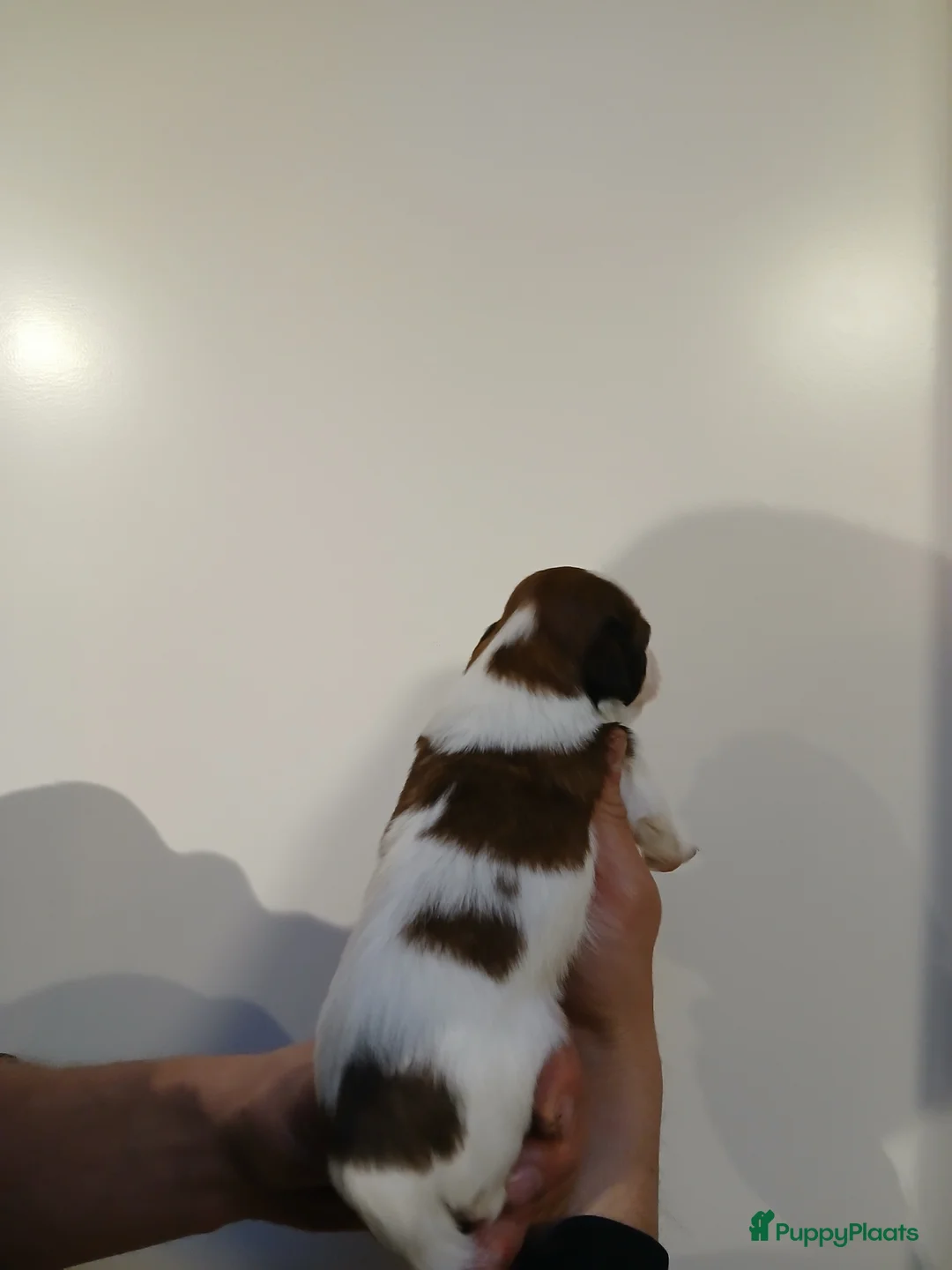 Kooikerhondje honden te koop: Supper liever  nestje kooiker pups van 7 - Advertentie 24