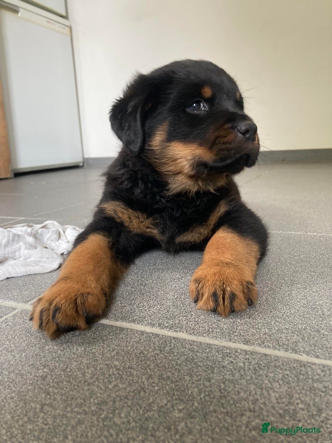 Rottweiler honden te koop: Mooie Rottweiler pups - Afbeelding 4