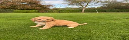 Labradoodle honden te koop: Dwergpoedel x Labradoodle pups - Advertentie 5
