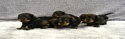 Ruwhaar Teckel honden te koop: Ruwhaar Dwerg/Kaninchen teckel pups met stamboom. - Advertentie 1