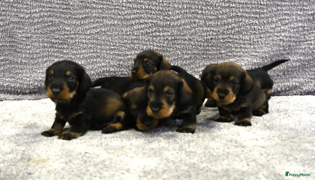 Ruwhaar Teckel honden te koop: Ruwhaar Dwerg/Kaninchen teckel pups met stamboom. - Advertentie 1