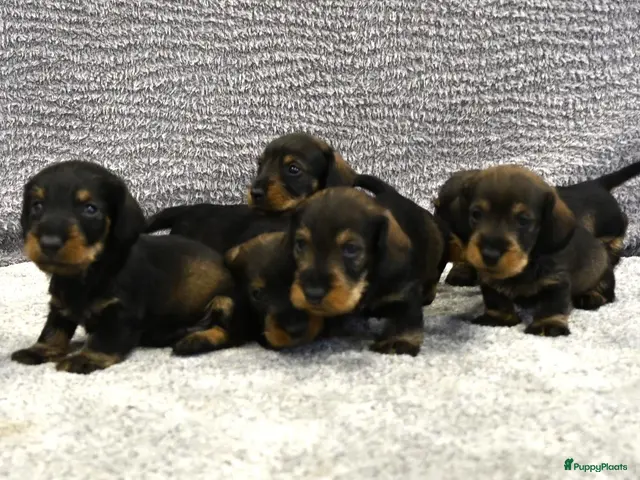 Ruwhaar Teckel honden Ruwhaar Dwerg/Kaninchen teckel pups met stamboom. - Advertentie 1