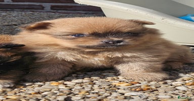 Pomeriaan honden - Advertentie 12