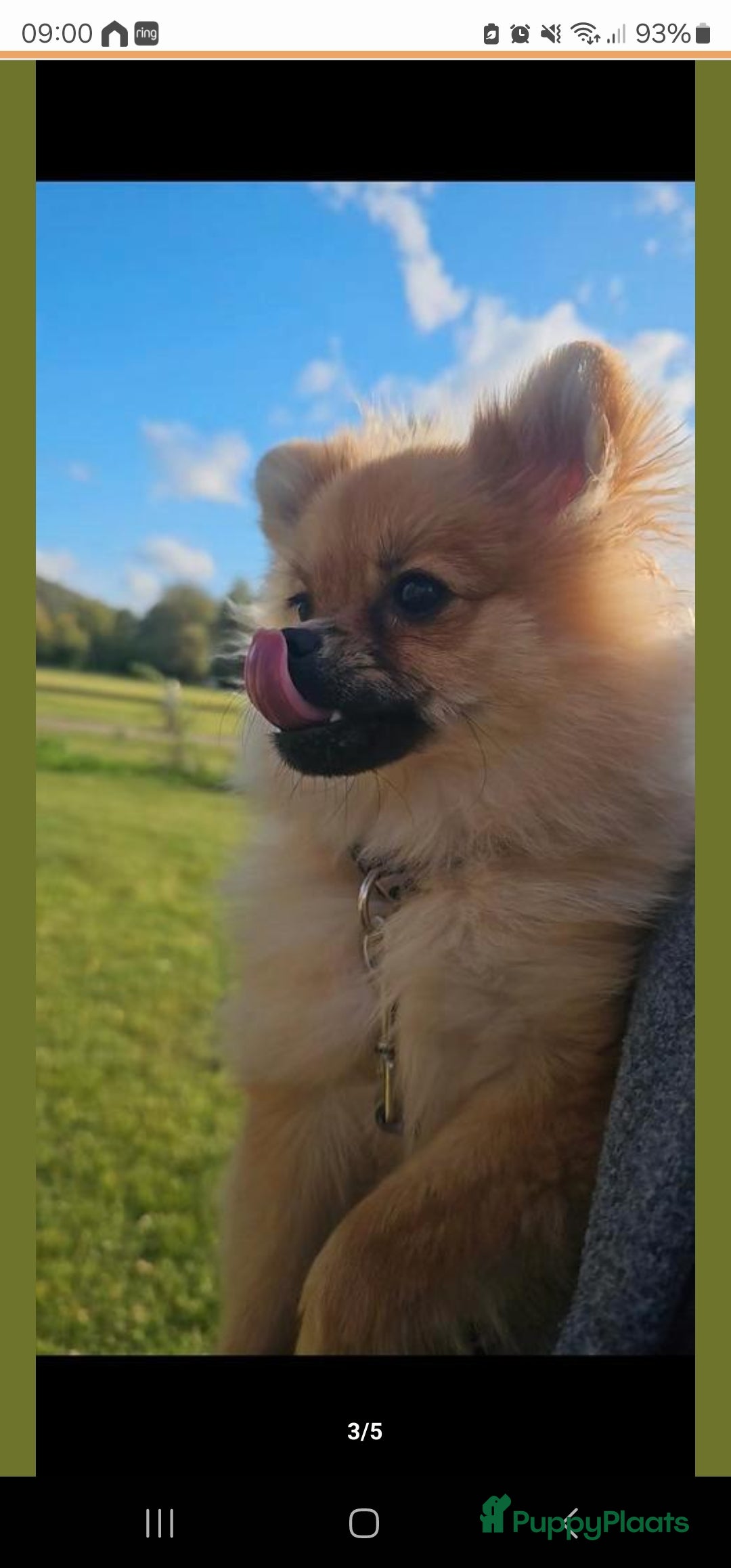 Pomeriaan honden te koop: Pomeriaan teefje  - Advertentie 3