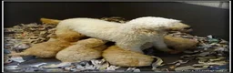 Labradoodle honden te koop: Labradoodle f4 pups. Mogen het nest verlaten. - Advertentie 7