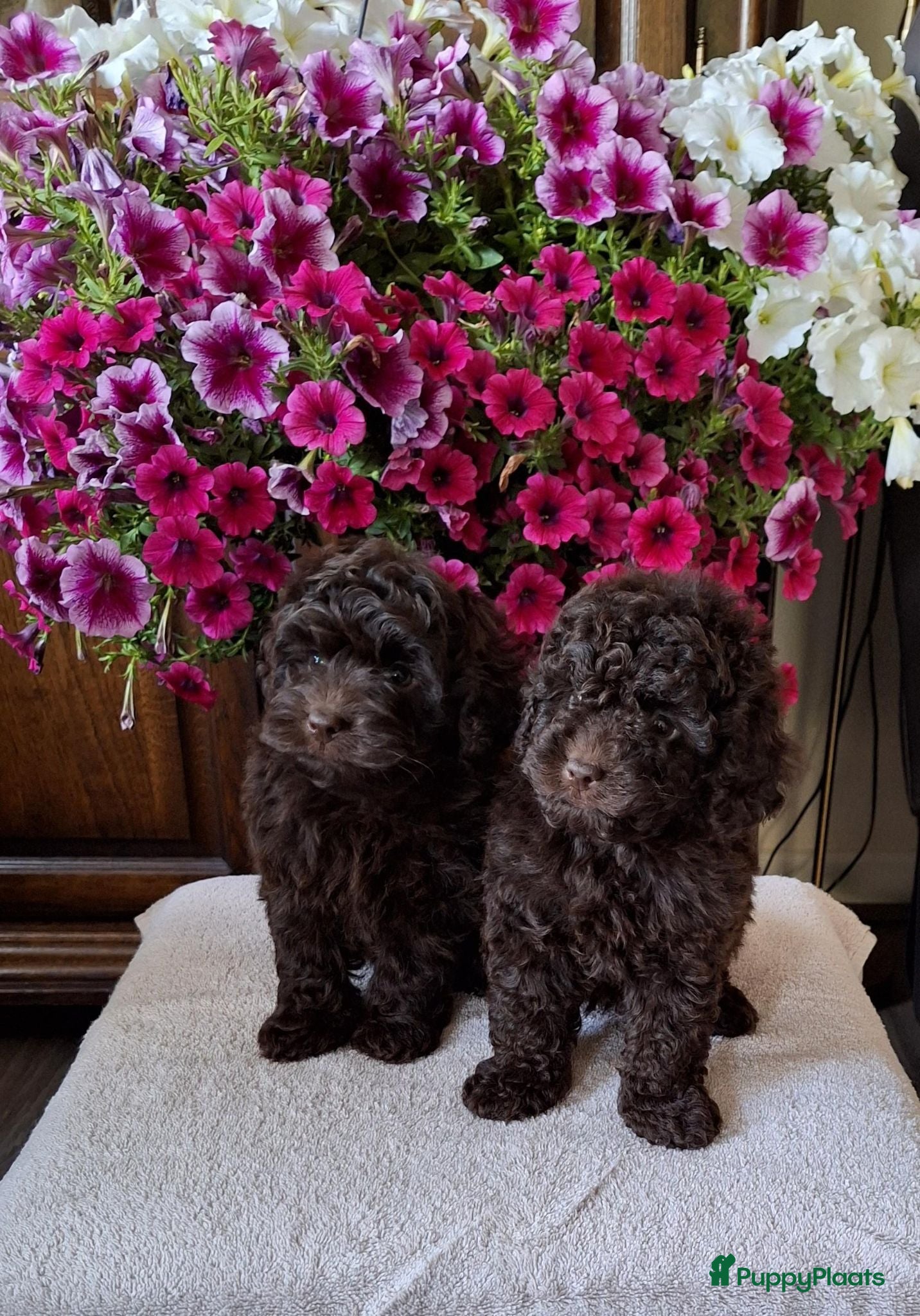 Poedel Toy honden Schitterende toypoedel pups - Advertentie 1