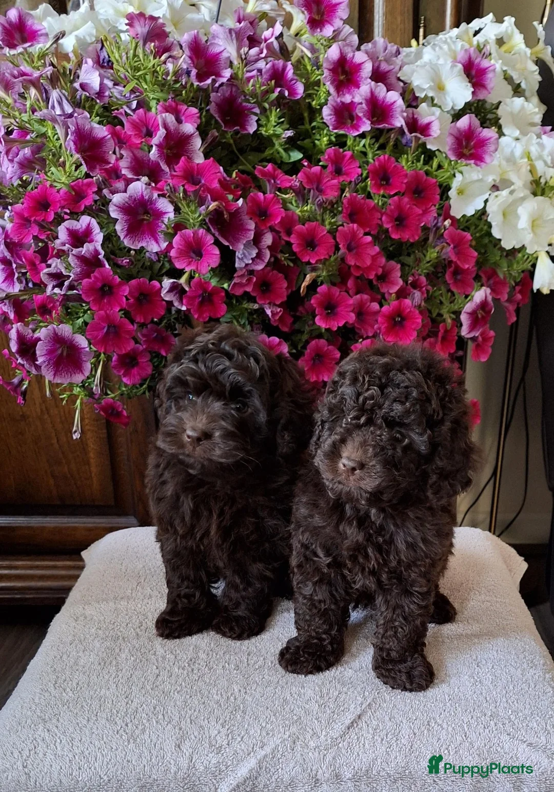 Poedel Toy honden te koop: Schitterende toypoedel pups in Barneveld - Advertentie 1