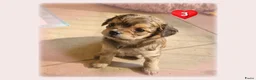 Kruising honden te koop: Prachtige Chi-doodle pups (chihuahua-toypoedel) - Advertentie 13
