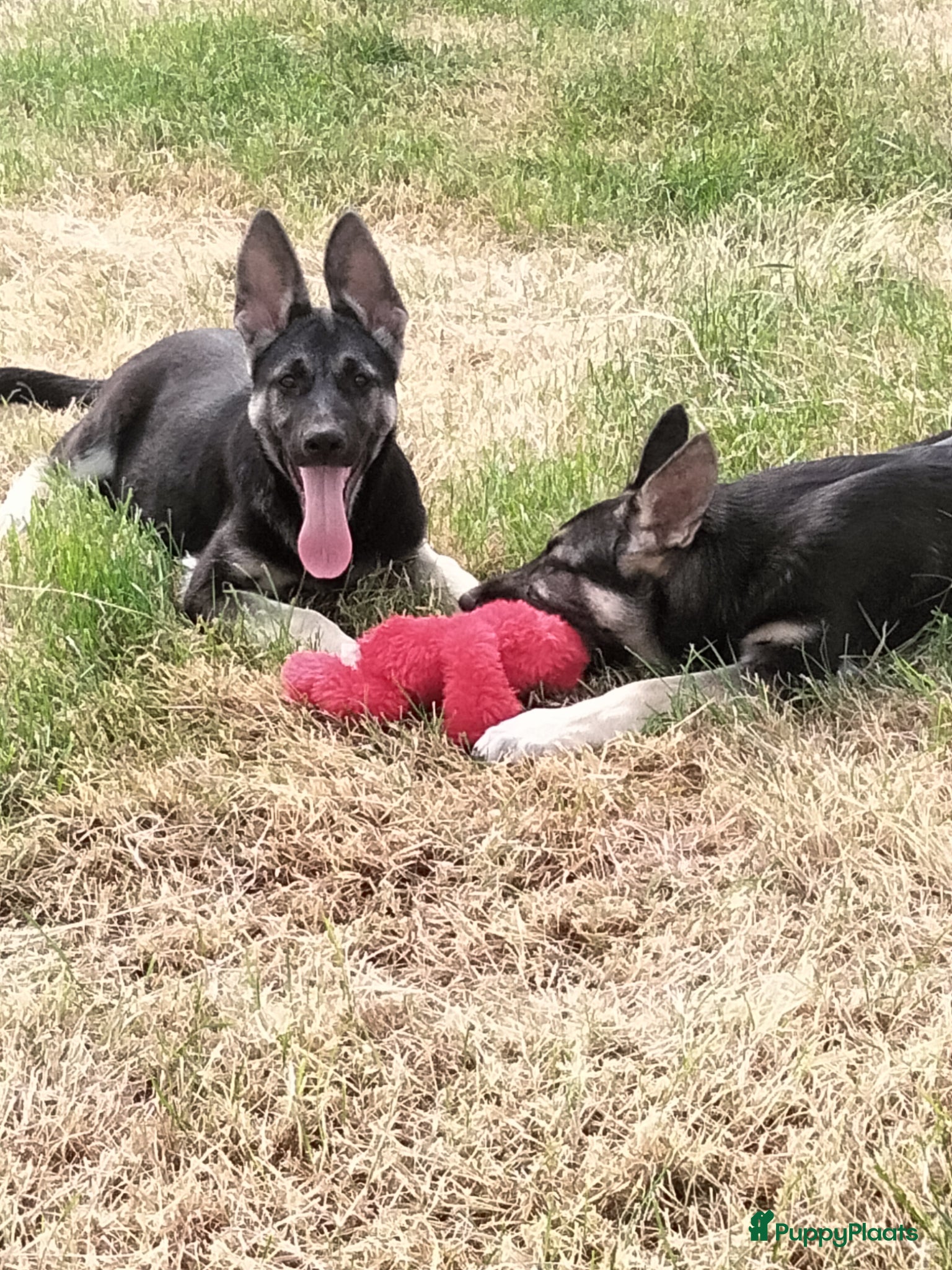 Duitse Herder honden Prachtige Oost Europese herder pups met Stamboom - Advertentie 1