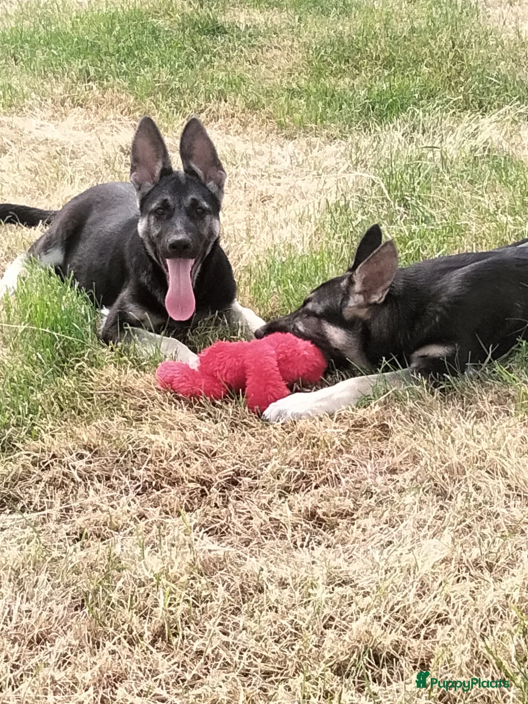 Duitse Herder honden te koop: Prachtige Oost Europese herder pups met Stamboom - Advertentie 1