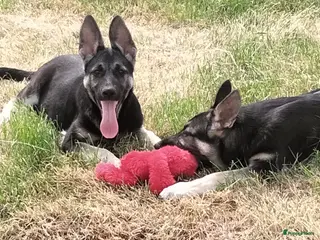 Duitse Herder honden Prachtige Oost Europese herder pups met Stamboom - Advertentie 2
