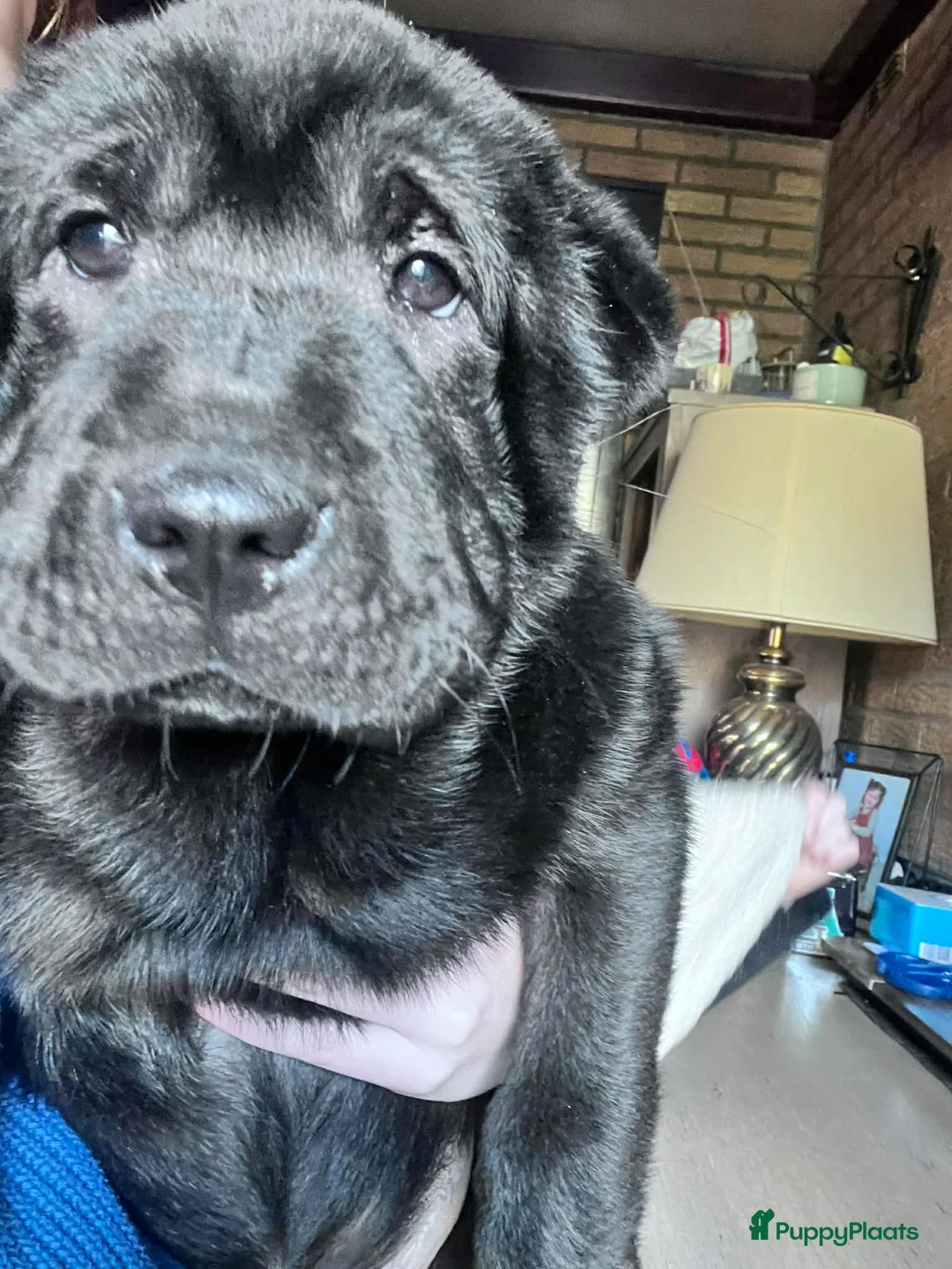 Shar Pei honden te koop: Sharpei - Advertentie 12