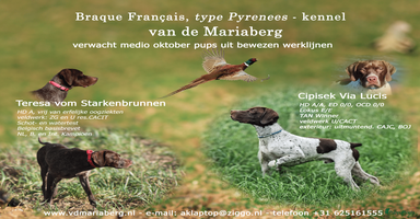 Overig honden - Advertentie 2