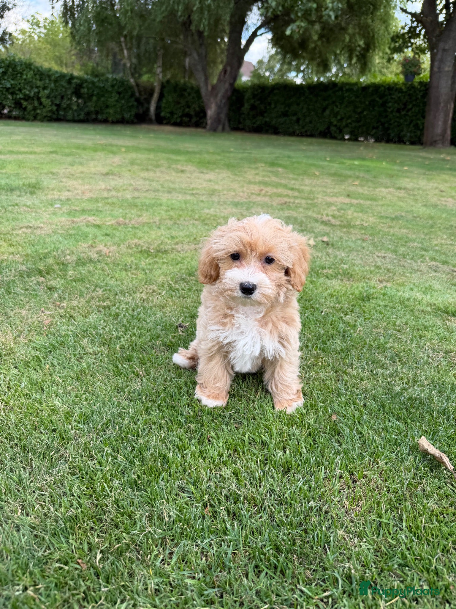 Maltipoo honden Maltipoo (Maltezer x Poedel) pups - Advertentie 1