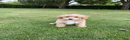 Maltipoo honden te koop: Maltipoo (Maltezer x Poedel) pups - Advertentie 1