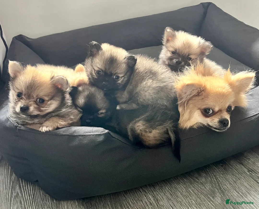 Pomeriaan honden te koop: 3 Schattige Pomeriaan Reutjes Beschikbaar - Advertentie 4