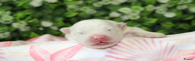 Teefje paars 