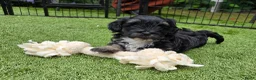 Kruising honden te koop: Prachtige pups - Advertentie 10
