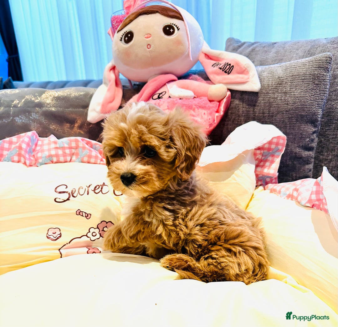 Maltipoo honden te koop: Bijzonder mooie maltipoo pups kunnen bijna weg - Advertentie 4