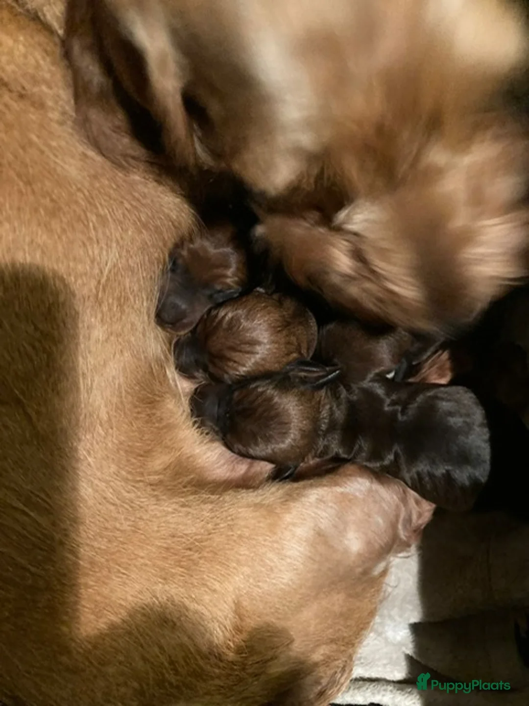 Teckel (korthaar)  honden te koop: Teckel kaninchen ruwhaar met fci stamboom - Advertentie 1