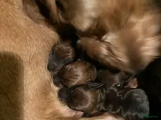 Teckel (korthaar) honden Teckel kaninchen ruwhaar met fci stamboom - Advertentie 2