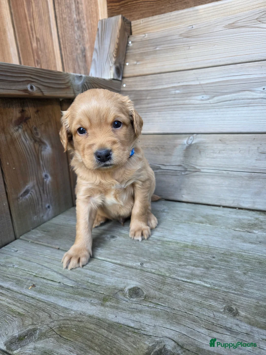 Kruising honden te koop: Labradoodle x Goldendoodle pups - Advertentie 38