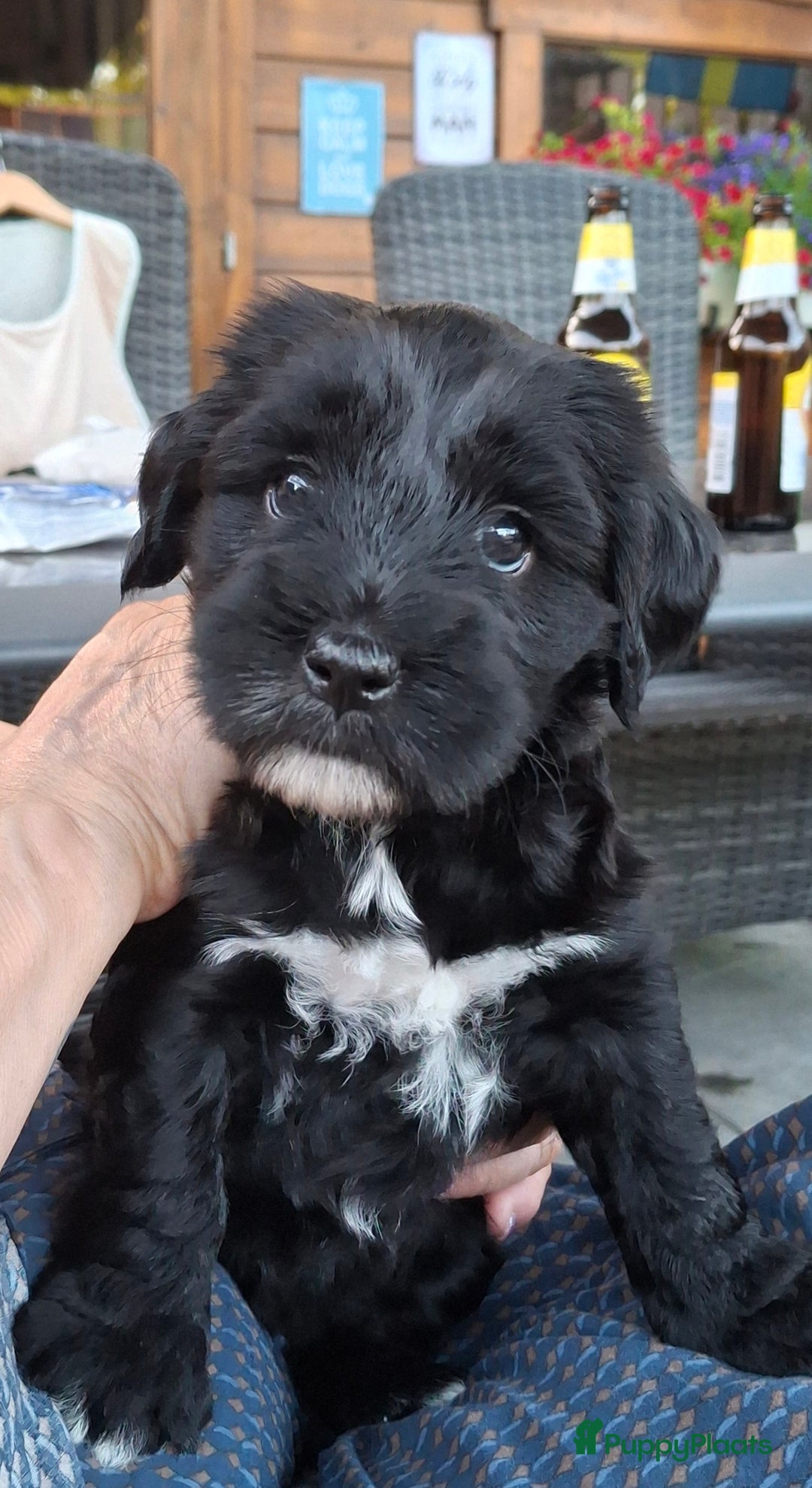 Tibetaanse Terriër honden te koop: Tibetaanse terrier pups - Afbeelding 9